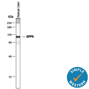 Detection of Human DPP9 antibody by Simple WesternTM.