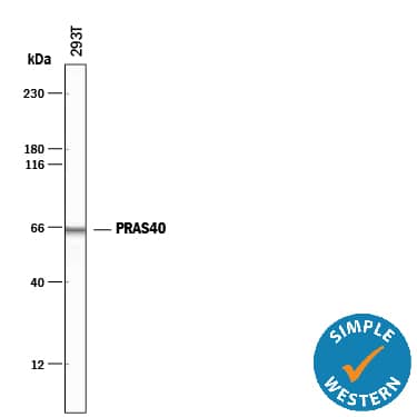 Detection of Human PRAS40 antibody by Simple WesternTM.