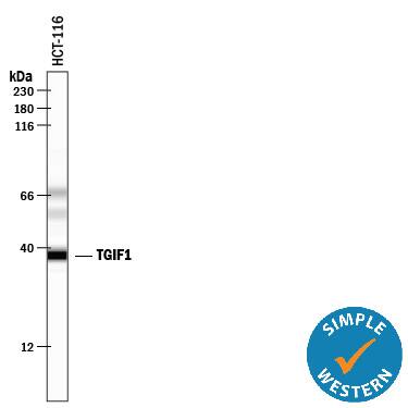 Detection of Human TGIF1 antibody by Simple WesternTM.