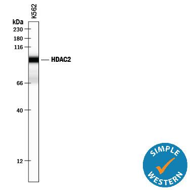 Detection of Human Histone Deacetylase 2/HDAC2 antibody by Simple WesternTM.