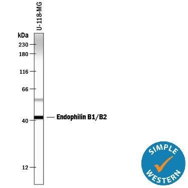 Detection of Human Endophilin B1/B2 antibody by Simple WesternTM.