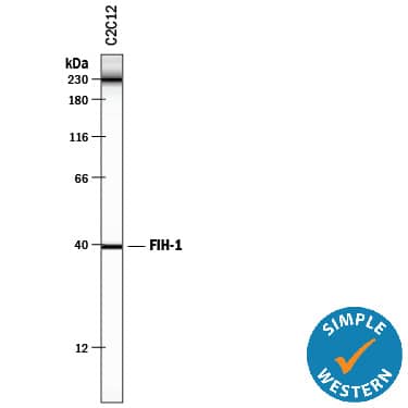Detection of Mouse FIH-1/HIF-1AN antibody by Simple WesternTM.