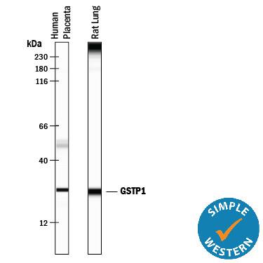 Detection of Human and Rat Glutathione S-Transferase pi 1/GSTP1 antibody by Simple WesternTM.