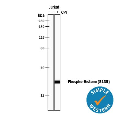 Detection of Human Phospho-Histone H2AX (S139) antibody by Simple WesternTM.