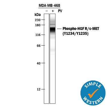 Detection of Human Phospho-HGF R/c-MET (Y1234/Y1235) antibody by Simple WesternTM.