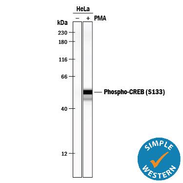 Detection of Human Phospho-CREB (S133) antibody by Simple WesternTM.