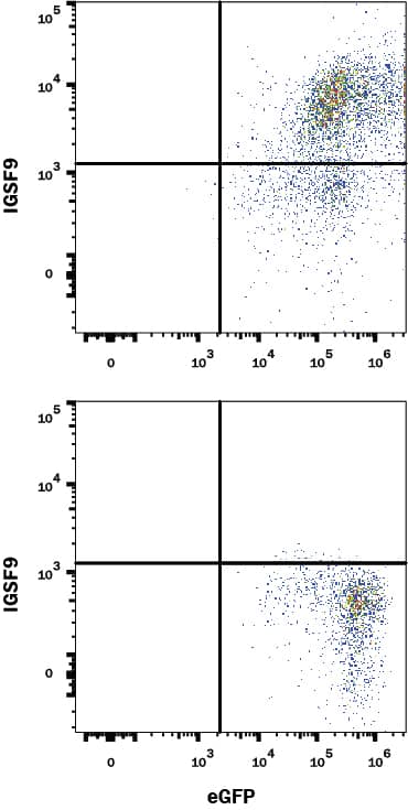 Detection of IGSF9 antibody in HEK293 Human Cell Line Transfected with Mouse IGSF9 and eGFP antibody by Flow Cytometry.