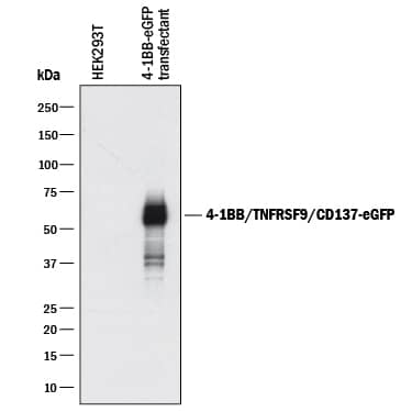 Detection of Human 4-1BB/TNFRSF9/ CD137 antibody by Western Blot.