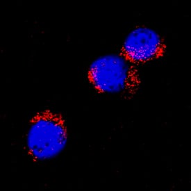 4-1BB/TNFRSF9/CD137 antibody in Rat Splenocytes by Immunocytochemistry (ICC).