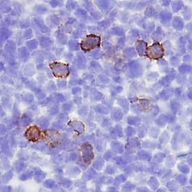 4-1BB/TNFRSF9/CD137 antibody in Mouse Spleen by Immunohistochemistry (IHC-Fr).