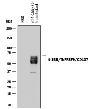 Detection of Mouse 4-1BB/TNFRSF9/ CD137 antibody by Western Blot.