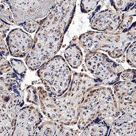 4-1BB Ligand/TNFSF9 antibody in Human Placenta by Immunohistochemistry (IHC-P).