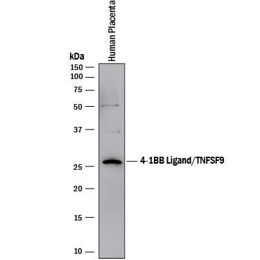 Detection of Human 4-1BB Ligand/TNFSF9 antibody by Western Blot.