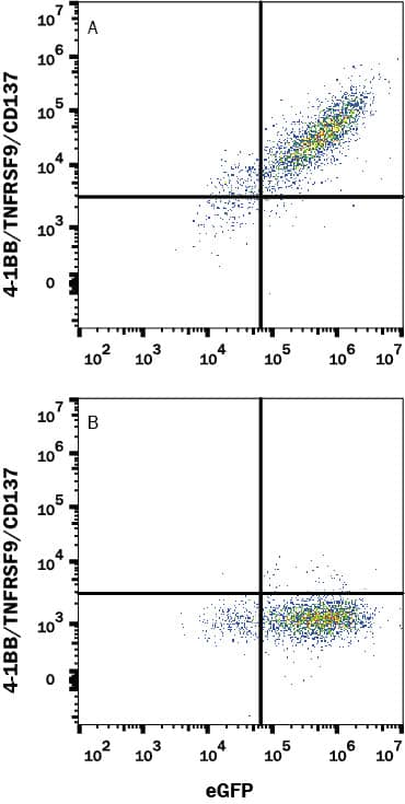 Detection of 4-1BB/TNFRSF9/CD137 antibody in HEK293 Human Cell Line Transfected with Human 4-1BB/TNFRSF9/CD137 and eGFP antibody by Flow Cytometry.