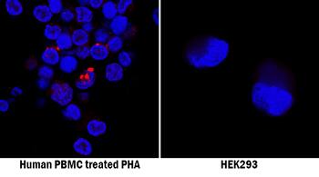 4-1BB/TNFRSF9/CD137 antibody in Human PBMCs and HEK293 Cell Line by Immunocytochemistry (ICC).