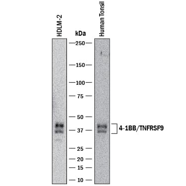 Detection of Human 4-1BB/TNFRSF9/CD137 antibody by Western Blot.