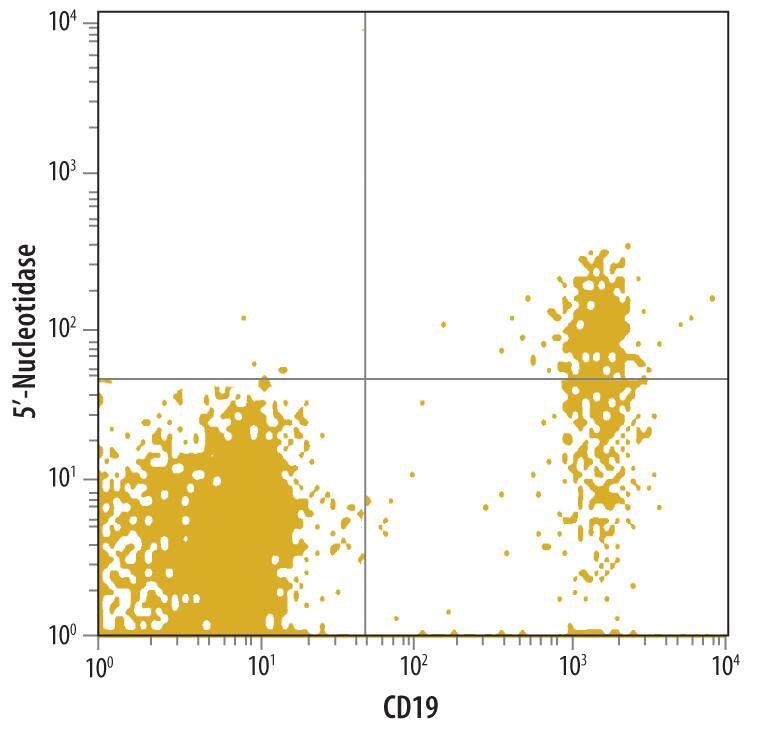 Detection of 5'-Nucleotidase/CD73 antibody in Human Peripheral Blood Lymphocytes antibody by Flow Cytometry.