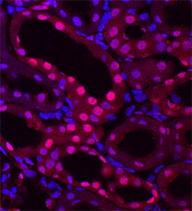53BP1 antibody in Rat Kidney by Immunohistochemistry (IHC-Fr).