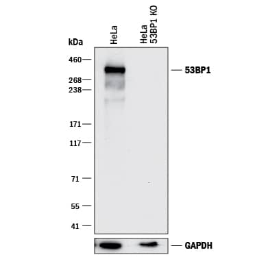 Western Blot Shows Human 53BP1 Specificty Using Knockout Cell Line.