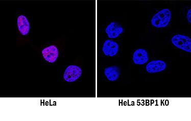 53BP1 Antibody Specificity is Shown by Immunocytochemistry in Knockout Cell Line.