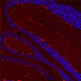 5-HT2B antibody in Mouse Cerebellum by Immunohistochemistry (IHC-P).