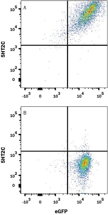 Detection of 5-HT2C antibody in HEK293 Human Cell Line Transfected with Human 5-HT2C and eGFP antibody by Flow Cytometry.