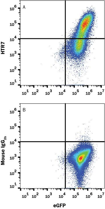 Detection of 5-HT7 antibody in HEK293 Human Cell Line Transfected with Human 5-HT7 and eGFP antibody by Flow Cytometry.