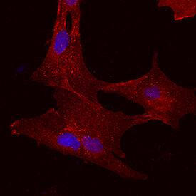 5'-Nucleotidase/CD73 antibody in Porcine Mesenchymal Stem Cells by Immunocytochemistry (ICC).