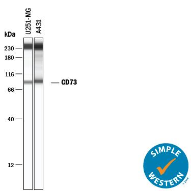 Detection of Human 5'-Nucleotidase/CD73 antibody by Simple WesternTM.