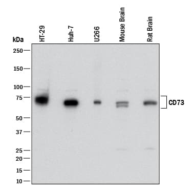 Detection of Human, Mouse, and Rat 5'-Nucleotidase/CD73 antibody by Western Blot.