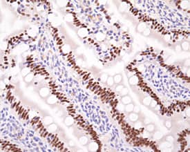 HNF-4?/NR2A2 antibody in Rat Small Intestine by Immunohistochemistry (IHC-P).