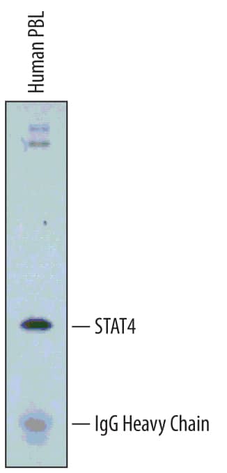 Immunoprecipitation of Human STAT4.