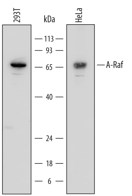 Detection of Human A-Raf antibody by Western Blot.