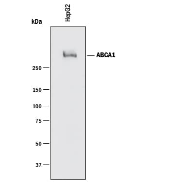 Detection of Human ABCA1 antibody by Western Blot.