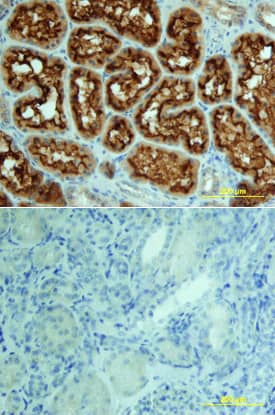 ACE/CD143 antibody in Human Kidney by Immunohistochemistry (IHC-P).