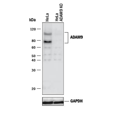 Western Blot Shows Human ADAM9 Antibody Specificity by Using Knockout Cell Line.
