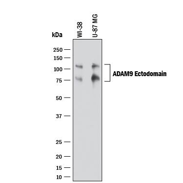 Detection of Human ADAM9 antibody by Western Blot.