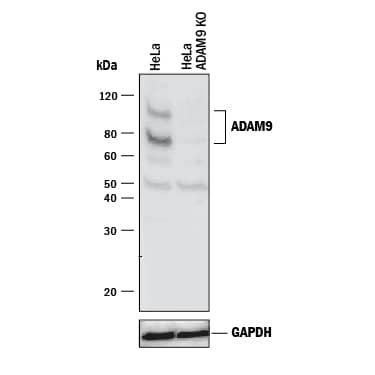 Western Blot Shows Human ADAM9 Antibody Specificity by Using Knockout Cell Line.