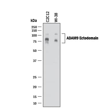 Detection of Human and Mouse ADAM9 antibody by Western Blot.