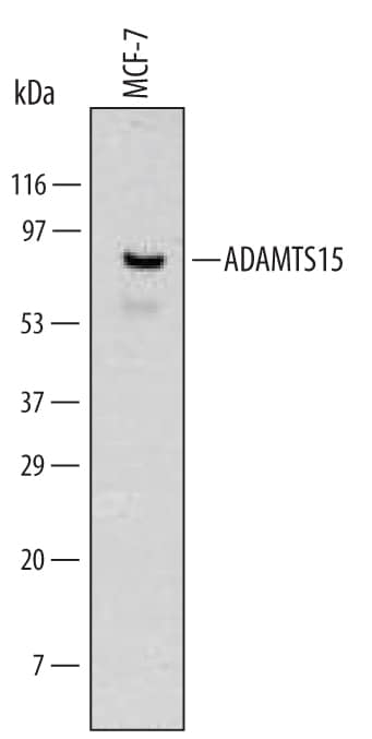 Detection of Human ADAMTS15 antibody by Western Blot.