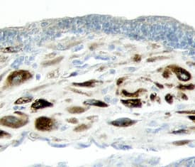 ADAMTS1 antibody in Human Placenta by Immunohistochemistry (IHC-P).