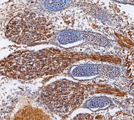 ADAMTS1 antibody in Mouse Embryo by Immunohistochemistry (IHC-Fr).