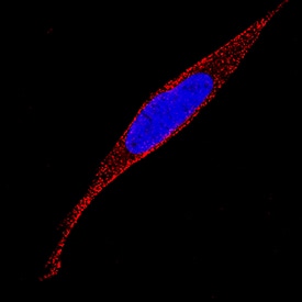 ADAMTS4 antibody in SH-SY5Y Human Cell Line by Immunocytochemistry (ICC).