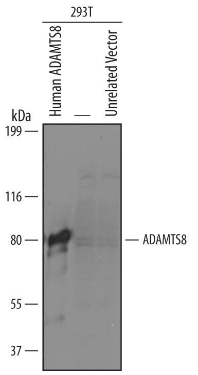 Detection of Human ADAMTS8 antibody by Western Blot.