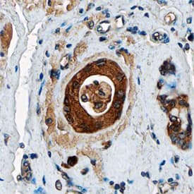 AG-3 antibody in Human Breast by Immunohistochemistry (IHC-P).