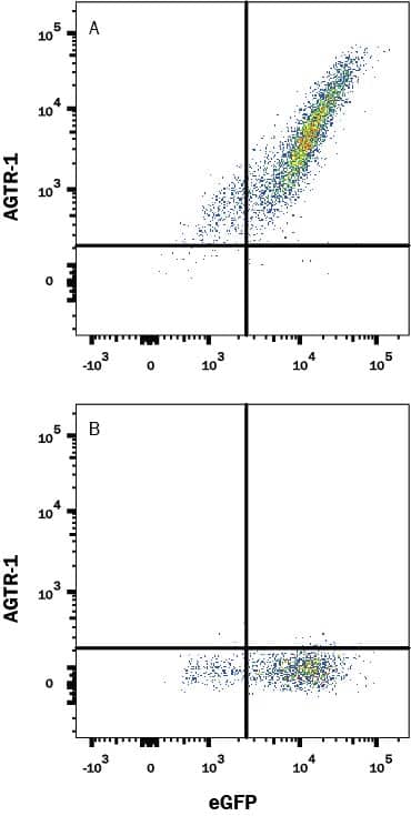 Detection of AGTR-1 antibody in HEK293 Human Cell Line Transfected with Human AGTR-1 and eGFP antibody by Flow Cytometry.