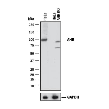 Western Blot Shows Human AHR Specificity by Using Knockout Cell Line. Western Blot Shows Human AHR Antibody Specificity by Using Knockout Cell Line.