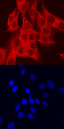 AHR antibody in C2C12 Mouse Cell Line by Immunocytochemistry (ICC).