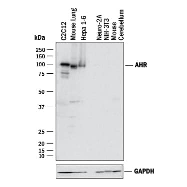 Detection of Mouse AHR antibody by Western Blot.