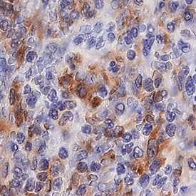 AIF-1/Iba1 antibody in Human Spleen by Immunohistochemistry (IHC-P).